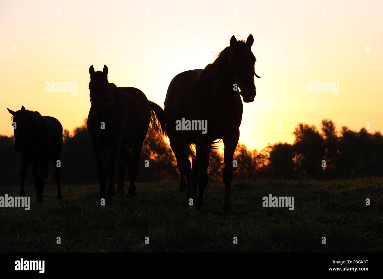 Goerlsdorf chiodati, silhouette, cavalli di sunrise al pascolo Foto Stock
