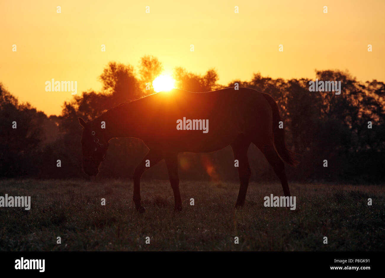 Goerlsdorf chiodati, silhouette, cavallo di sunrise nel passaggio su pascolo Foto Stock