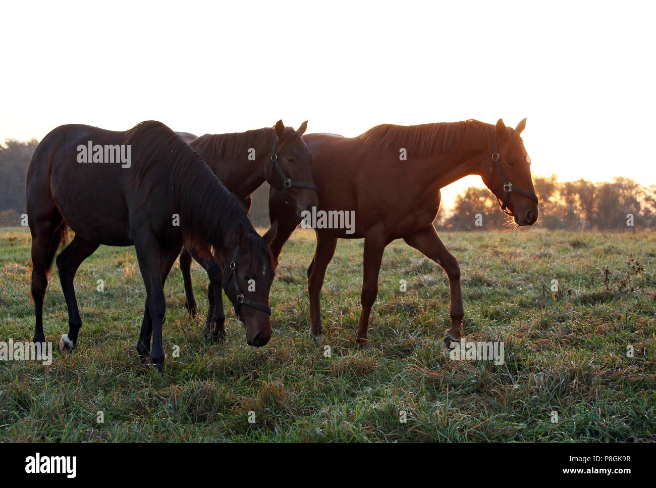 Goerlsdorf chiodati, cavalli al mattino al pascolo Foto Stock