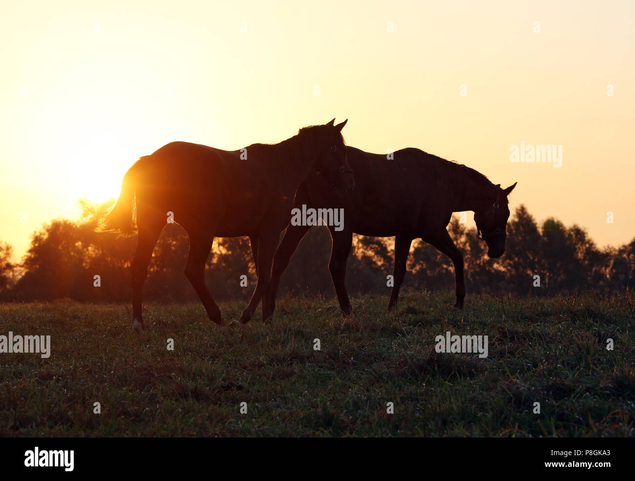 Goerlsdorf chiodati, silhouette, cavalli a sunrise nel passaggio su pascolo Foto Stock