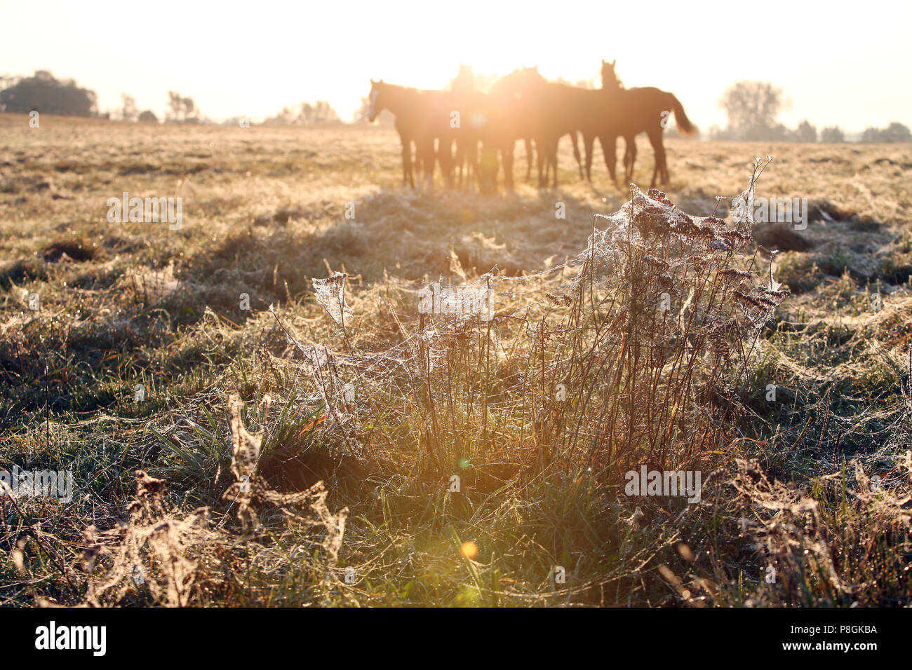 Gestuet Goerlsdorf, Graeser su un cavallo di pascolo sono coperti con ragnatele Foto Stock