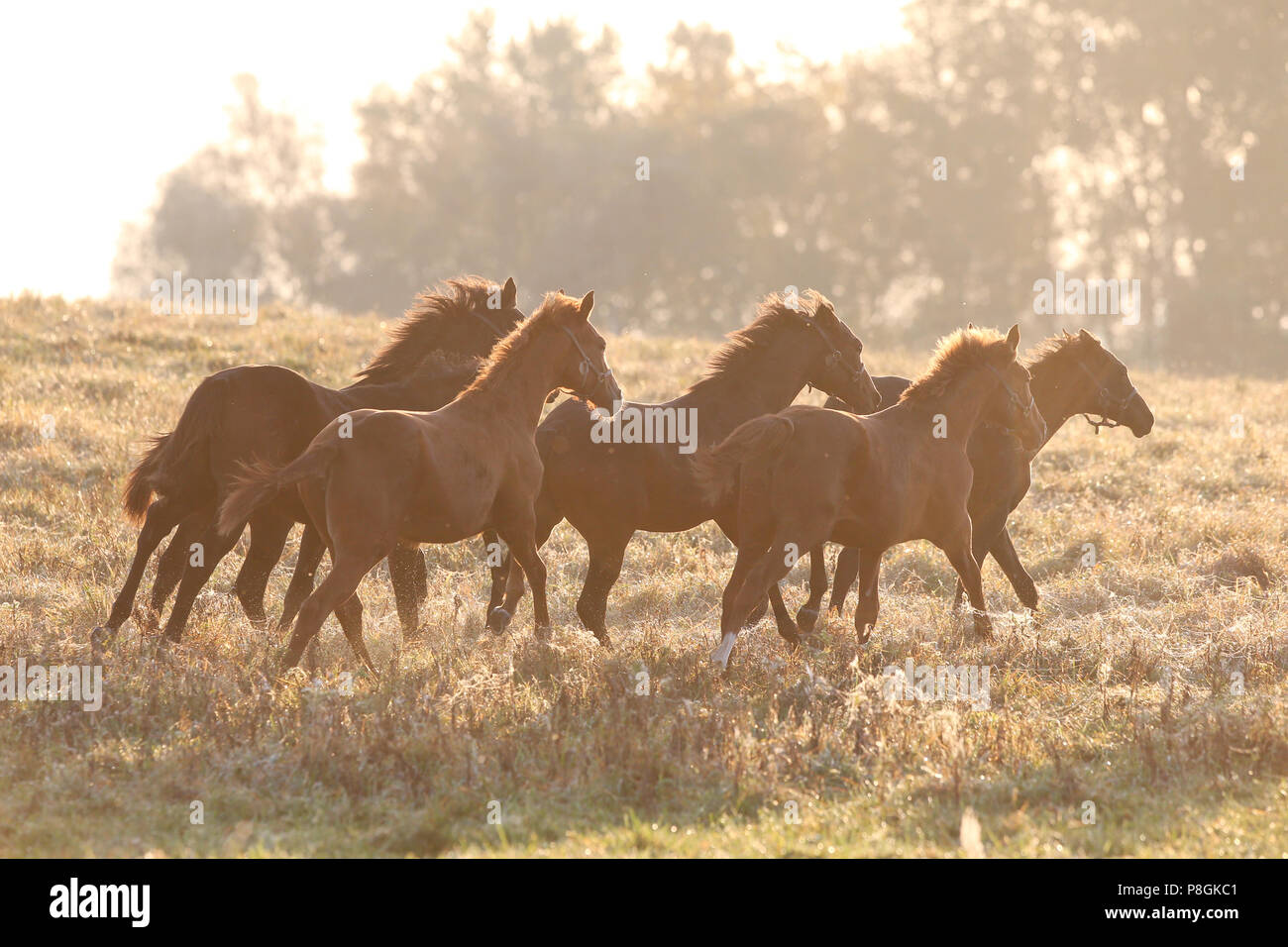 Goerlsdorf chiodati, cavalli al mattino al galoppo al pascolo Foto Stock