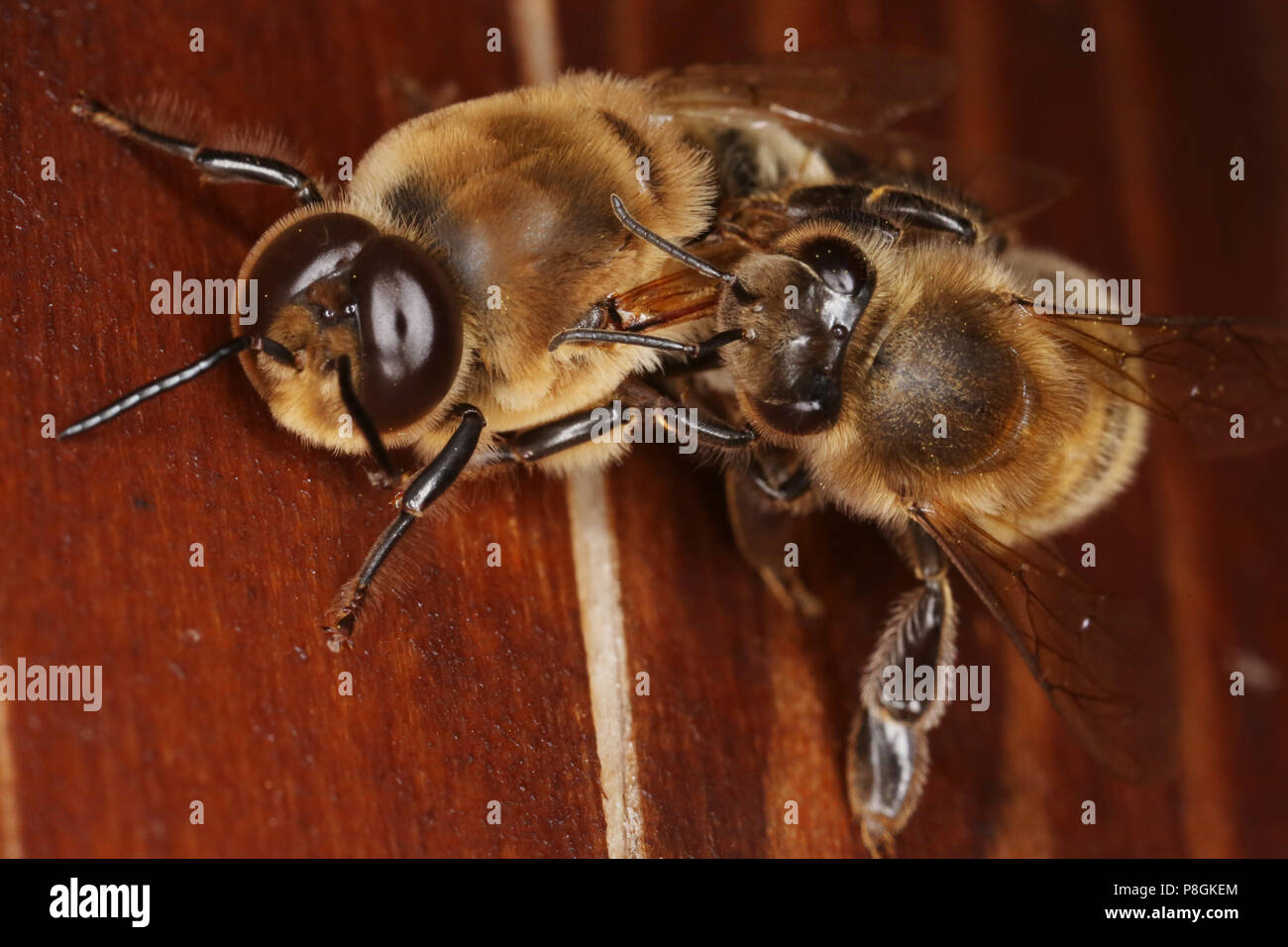 Berlino, Germania, il miele delle api (destra) spinge un drone fuori dell'alveare Foto Stock