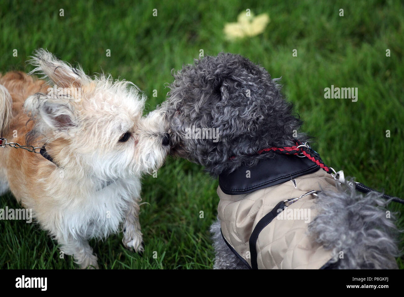 Hannover, Germania, cani sniff ogni altro Foto Stock