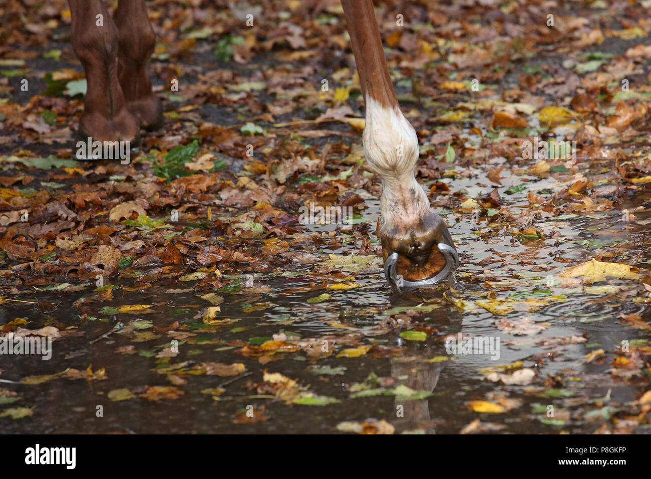 Hannover, Germania, cavallo corre nel cadere attraverso un percorso con foglie Foto Stock