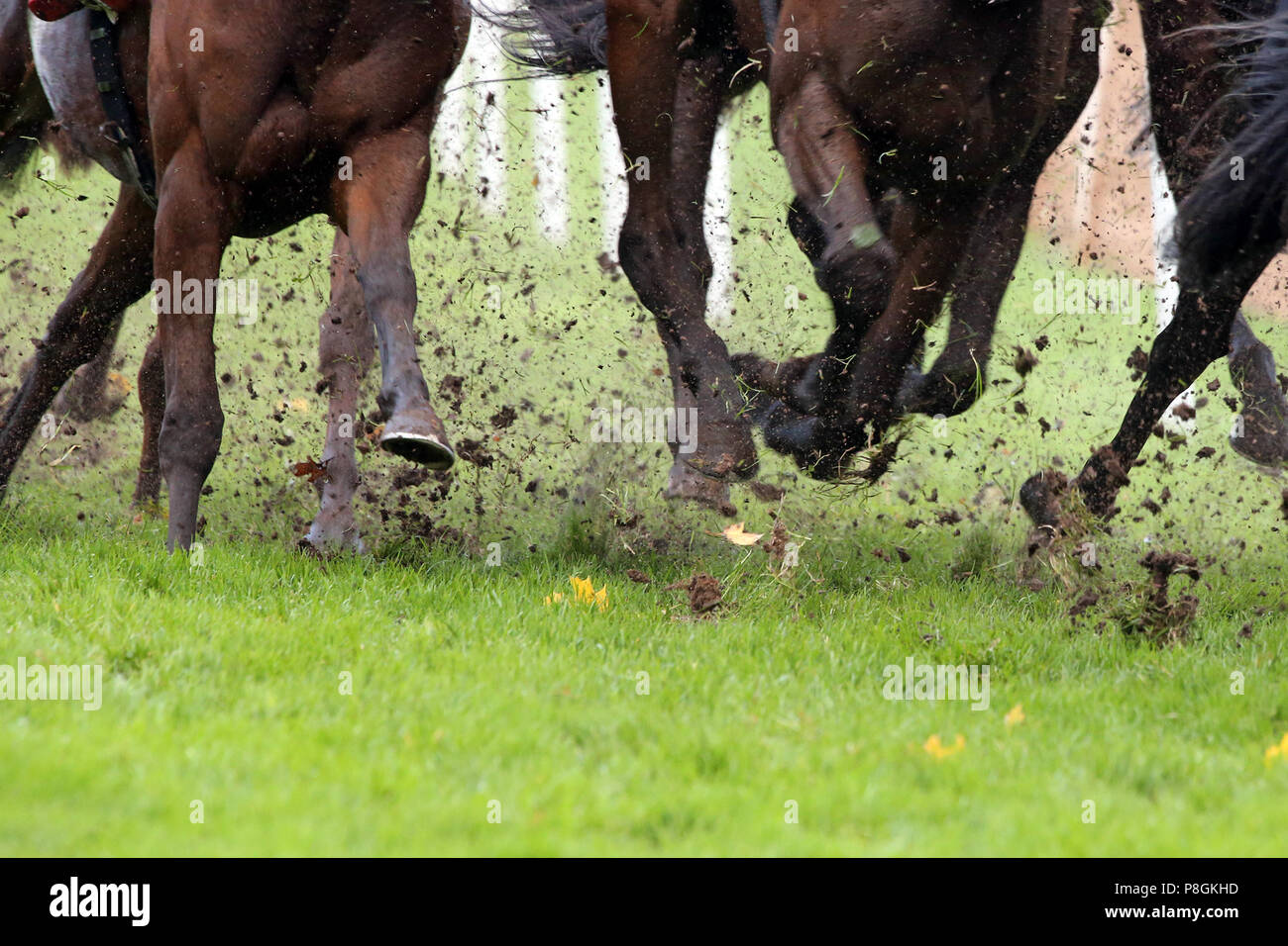 Hannover, Germania, gambe di cavalli al galoppo su erba e terra Foto Stock