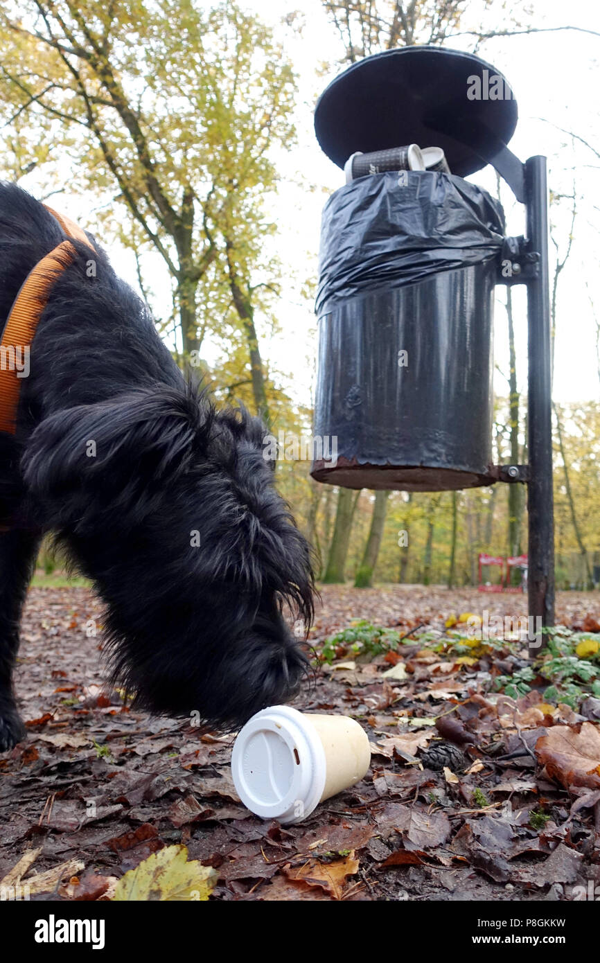 Berlino, Germania, Giant Schnauzer sniffs vuota una tazza di caffè nel bosco Foto Stock