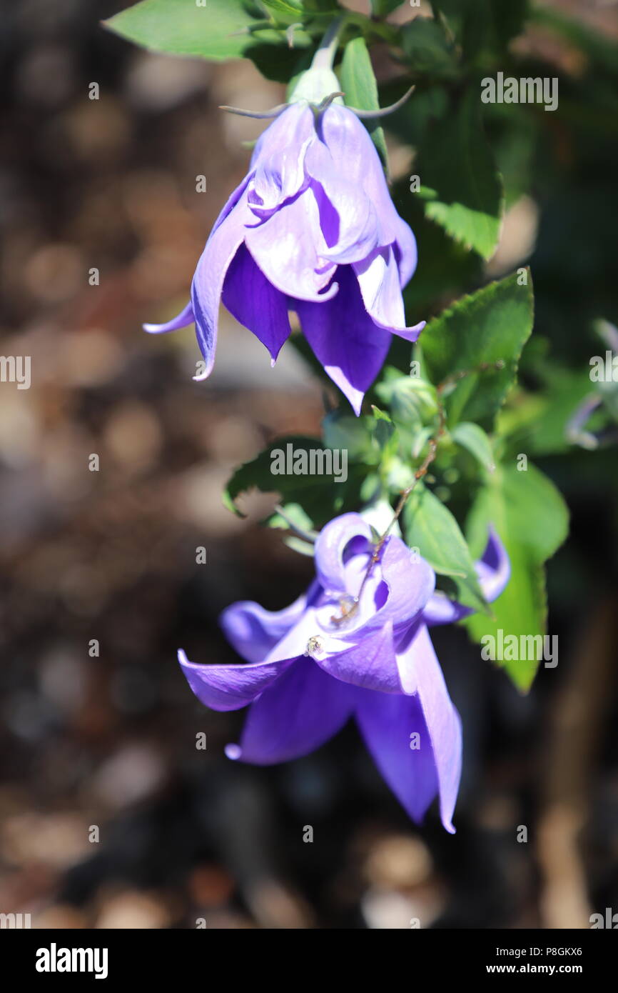 Viola di blumi di fiori d'estate fa il giardino della sensazione di calore e di royalty. Foto Stock