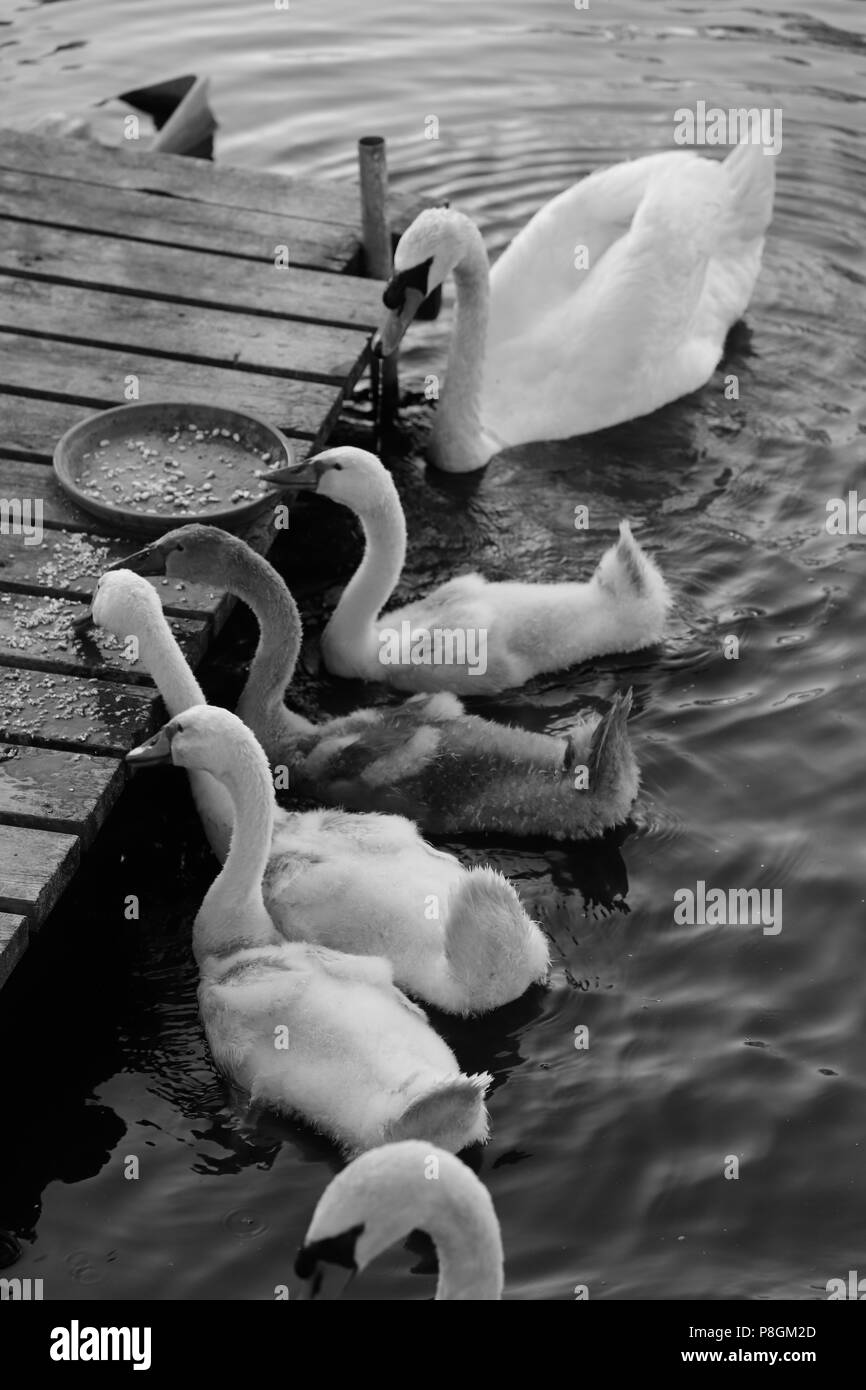 Famiglia Swan sullo stagno in estate Foto Stock