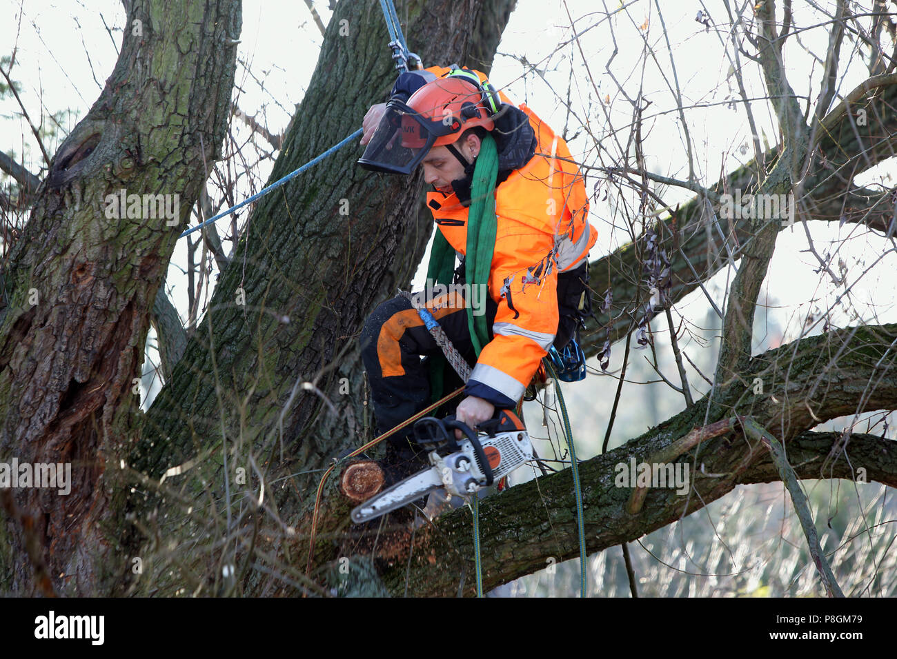 Berlino, Germania, dipendente dell'Ufficio orticola è la semina di un ramo marcio da un albero Foto Stock