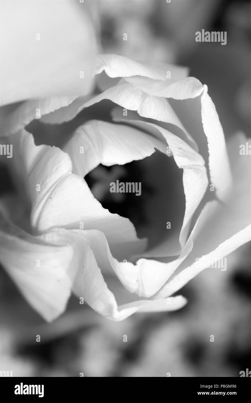 Germogliando tulip da Skagit Valley Tulip Festival in stato di Washington Foto Stock