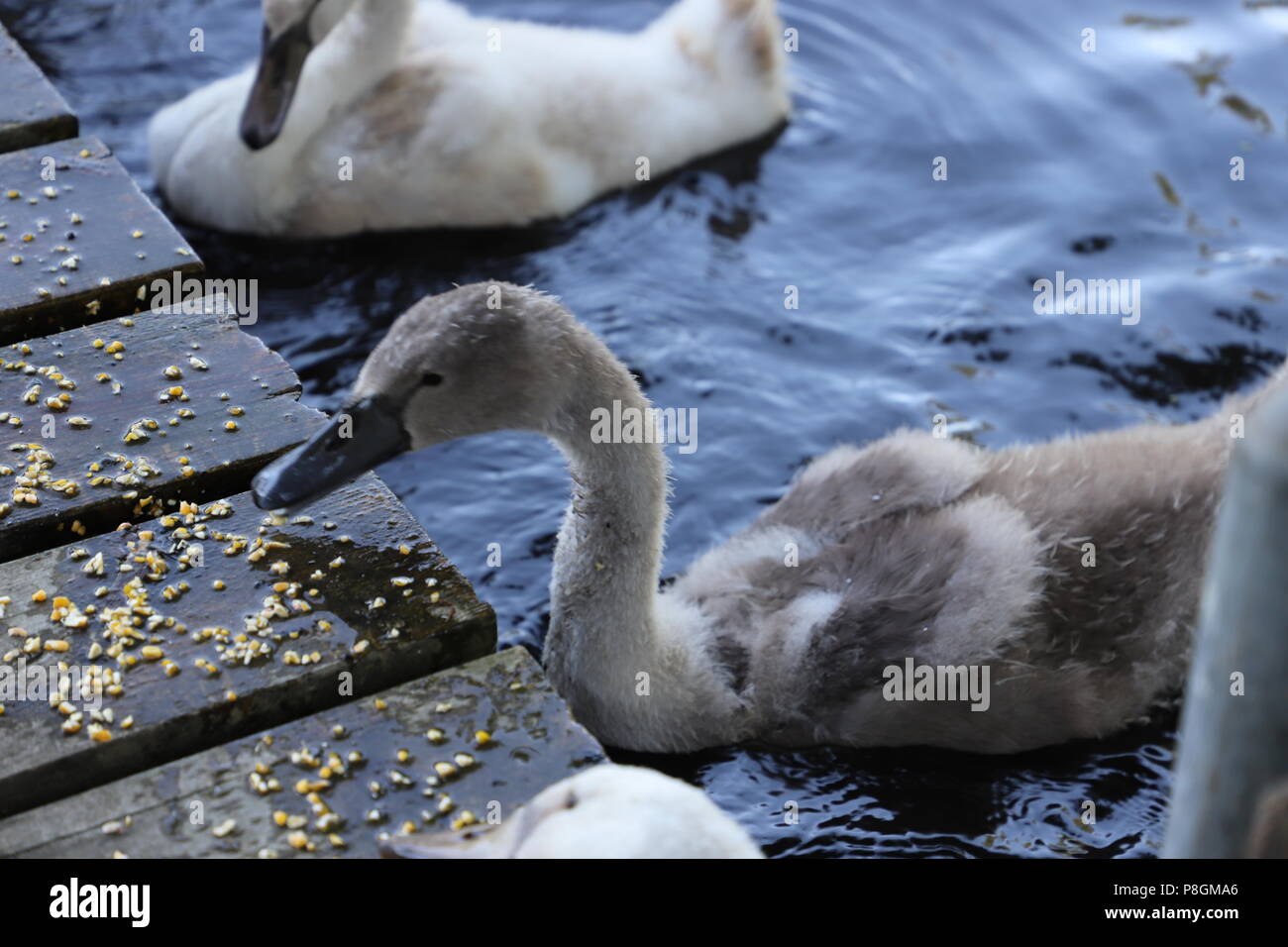 Famiglia Swan sullo stagno in estate Foto Stock