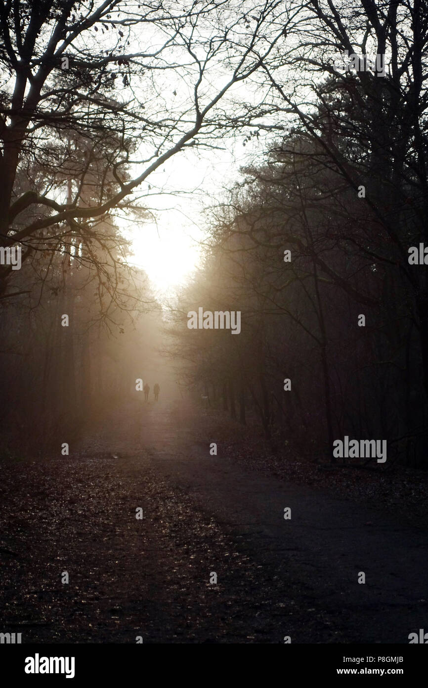 Berlino, Germania, le persone a fare una passeggiata in Grunewald Foto Stock