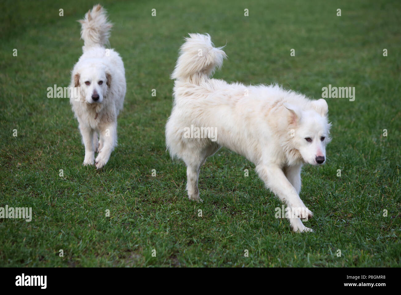 Nuovo Kaetwin, Germania, Pyrenaeenberghunde Foto Stock