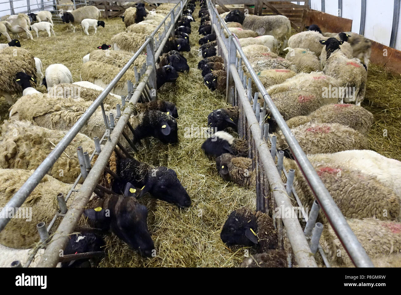 Nuovo Kaetwin, Germania, Dorper pecore nella stalla mangiare del fieno Foto Stock
