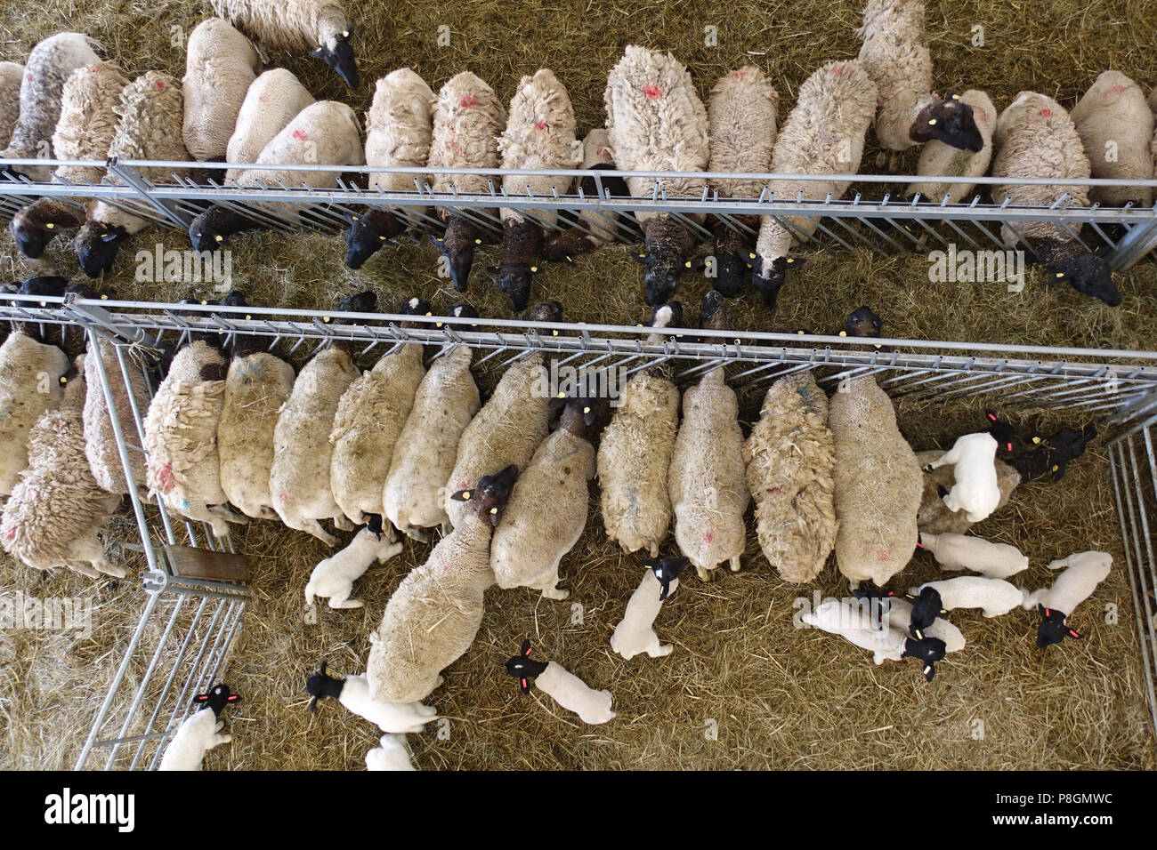Nuovo Kaetwin, Germania, Dorper pecore nella stalla mangiare del fieno Foto Stock