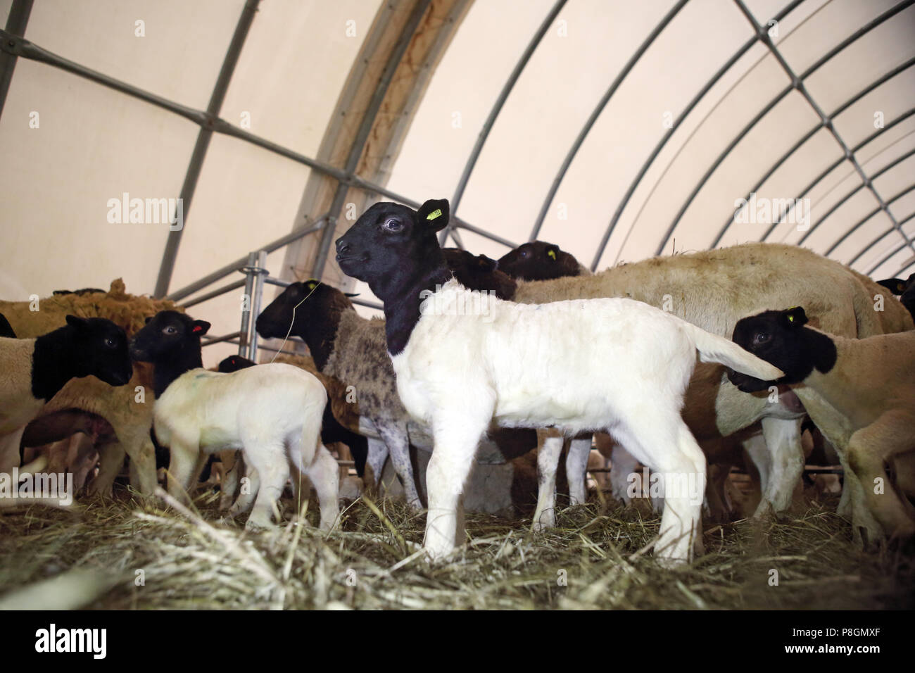 Nuovo Kaetwin, Germania, giovani Dorper ovini in una stabile Foto Stock