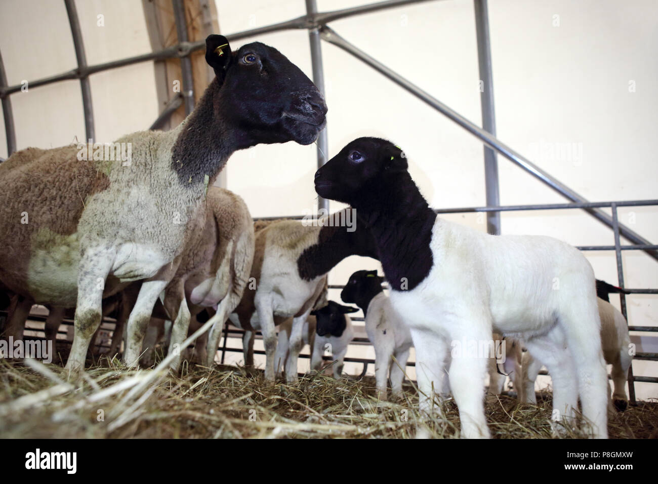 Nuovo Kaetwin, Germania, Dorper ovini in una stabile Foto Stock
