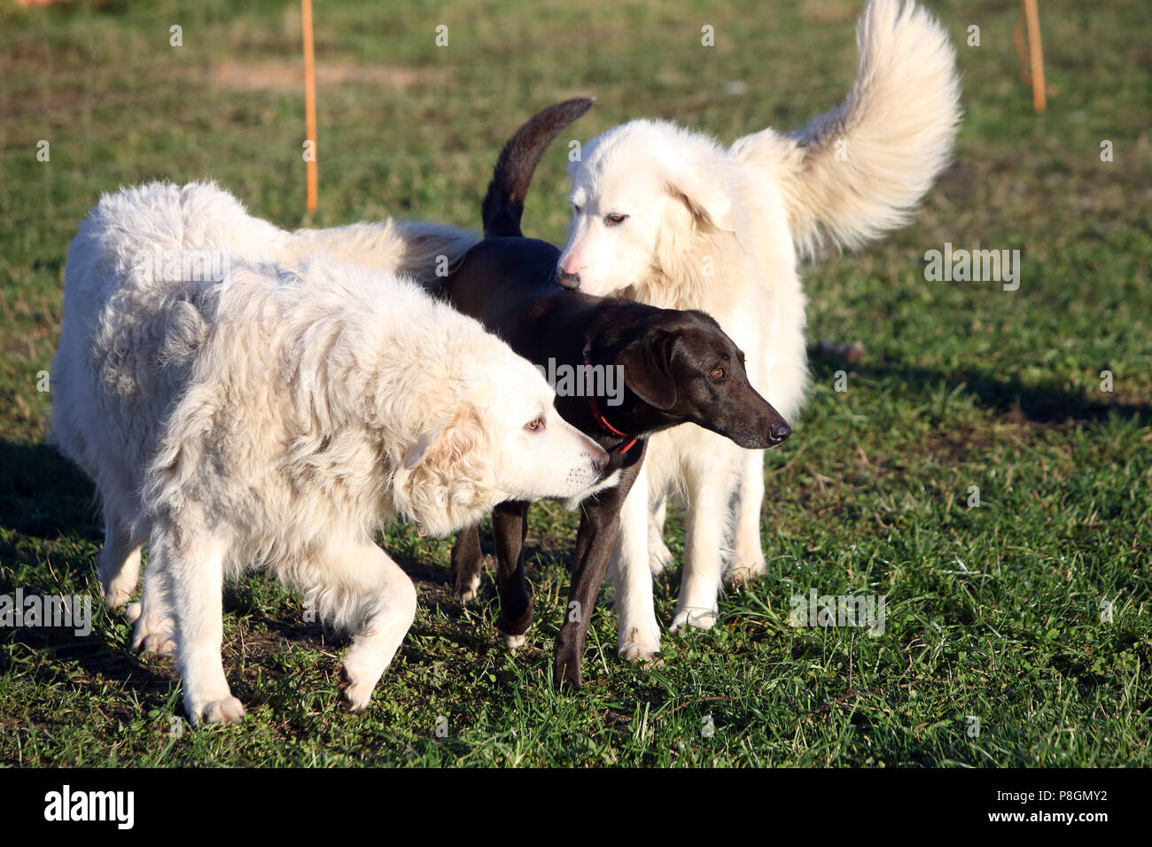 Neu Kaetwin, Germania, Pirenei cani richiedono un cane da caccia Foto Stock