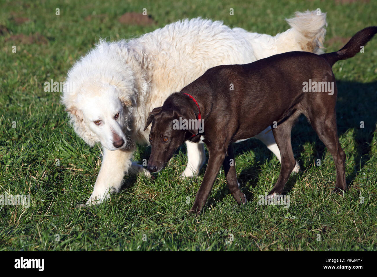 Appena Kaetwin, Germania, montagna dei pirenei cane sta imponendo un cane da caccia Foto Stock
