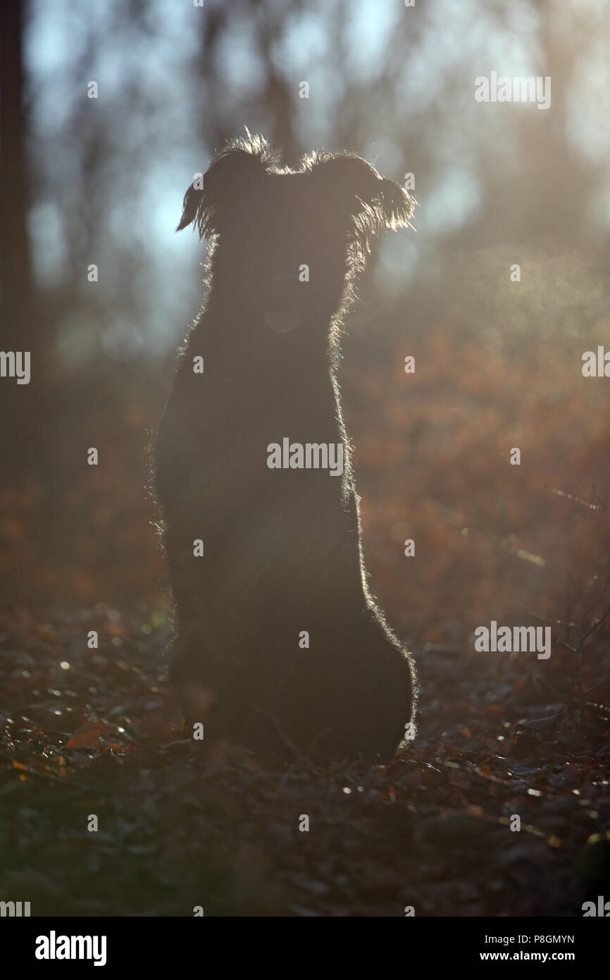 Nuovo Kaetwin, Germania, Silhouette, Giant Schnauzer siede ansimando nel bosco Foto Stock