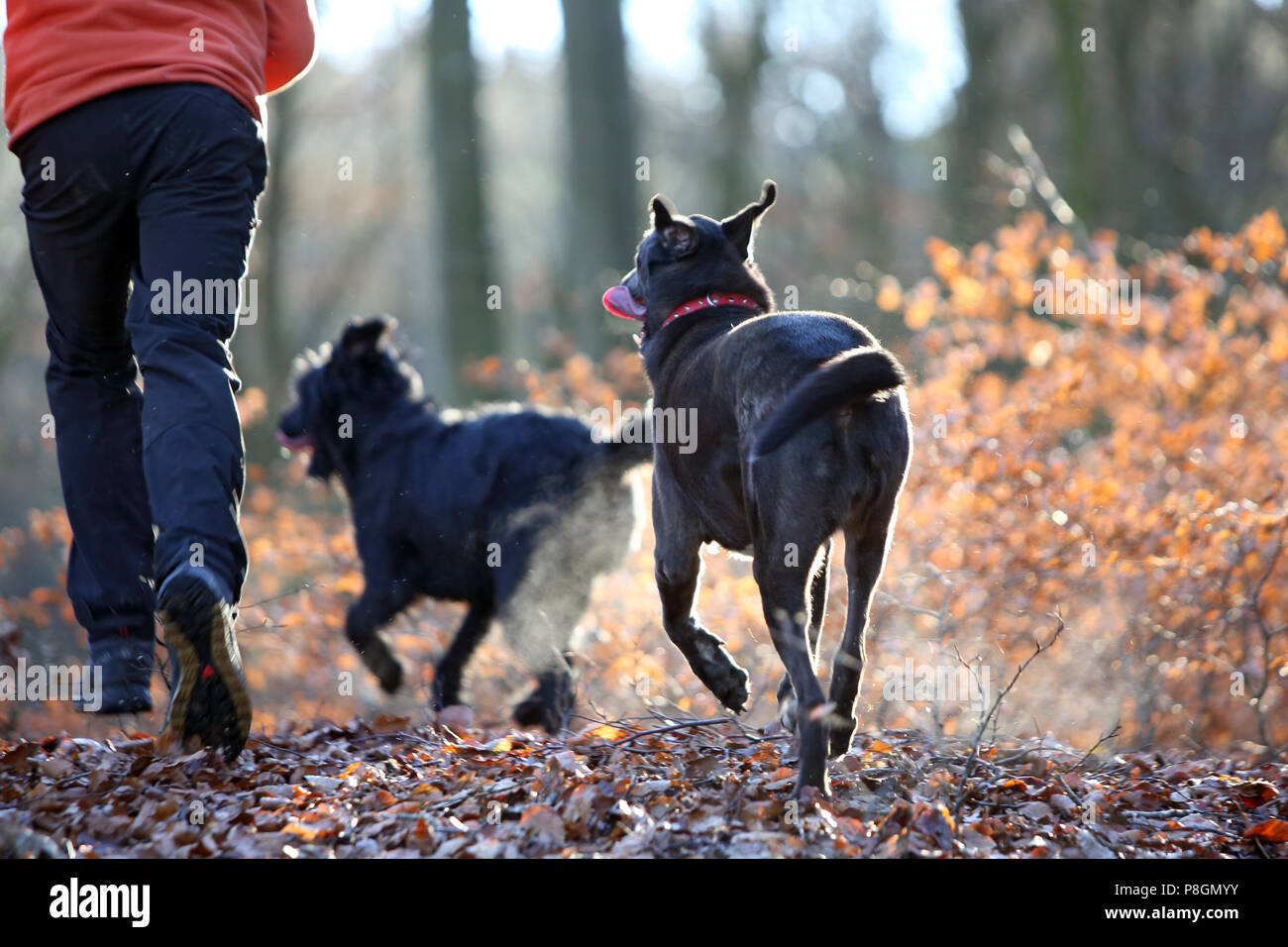 Nuovo Kaetwin, Germania, simbolo foto, jogging tra i boschi con i cani Foto Stock