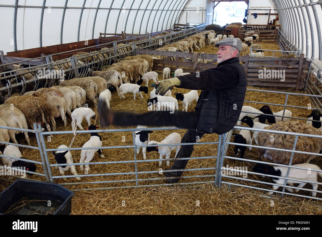 Nuovo Kaetwin, Germania, Dorper ovini e agricoltore in inverno in una tenda stabile Foto Stock