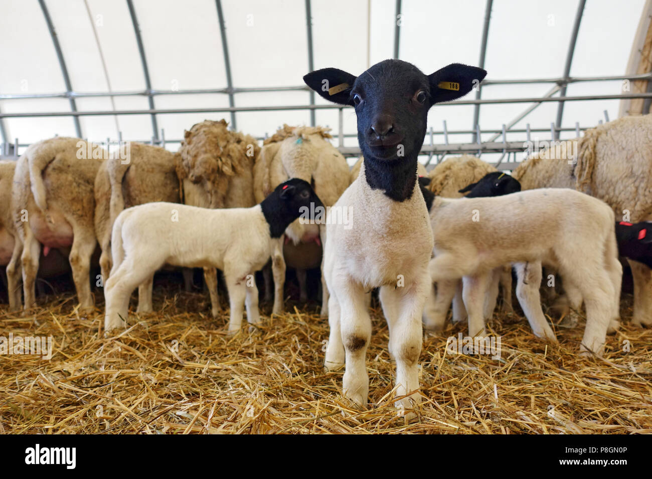 Nuovo Kaetwin, Germania, giovane pecora Dorper curiosamente guarda lo spettatore nella stalla Foto Stock