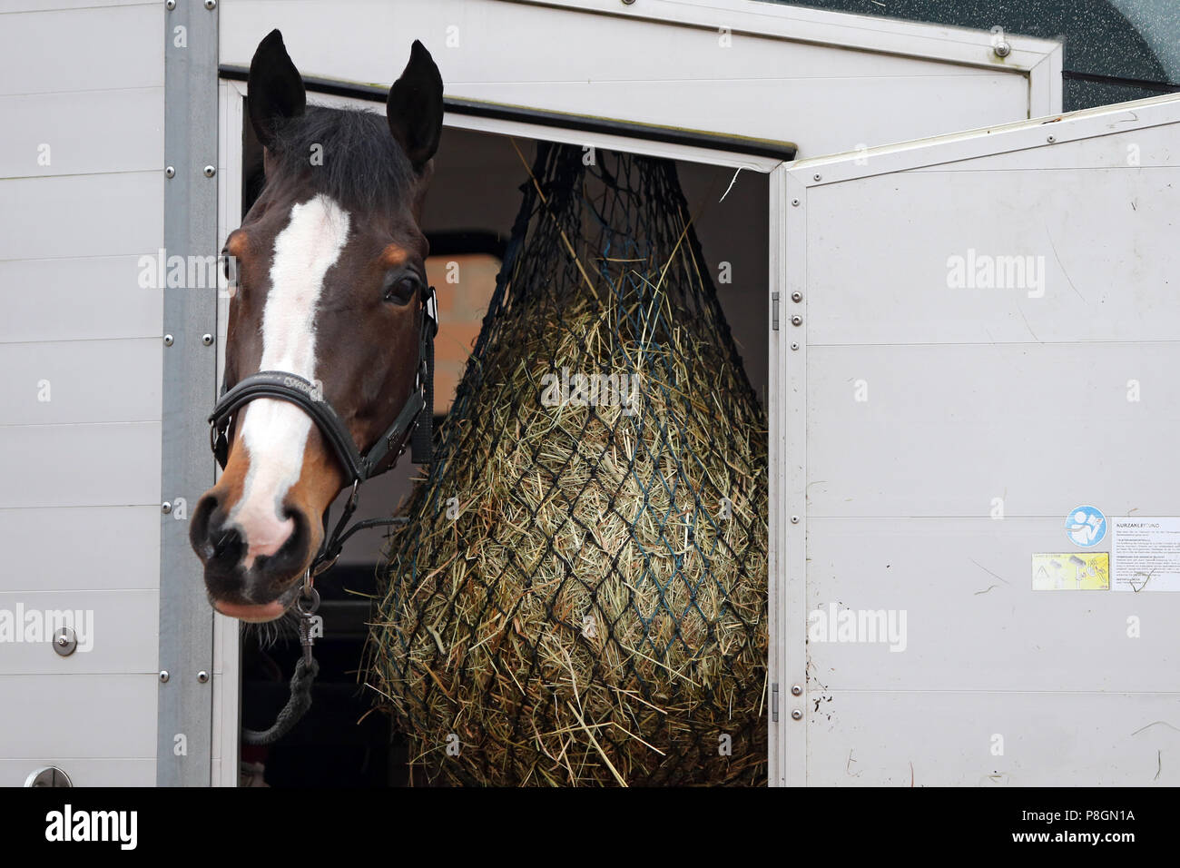 Neustadt (Dosse), cavallo guarda fuori di un cavallo imbracatura Foto Stock