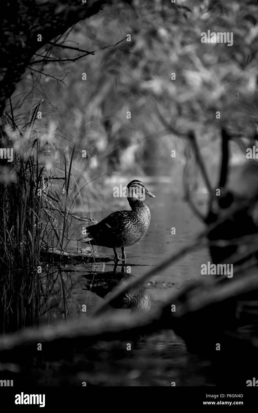 Duck sul lago sotto i rami di un albero Foto Stock