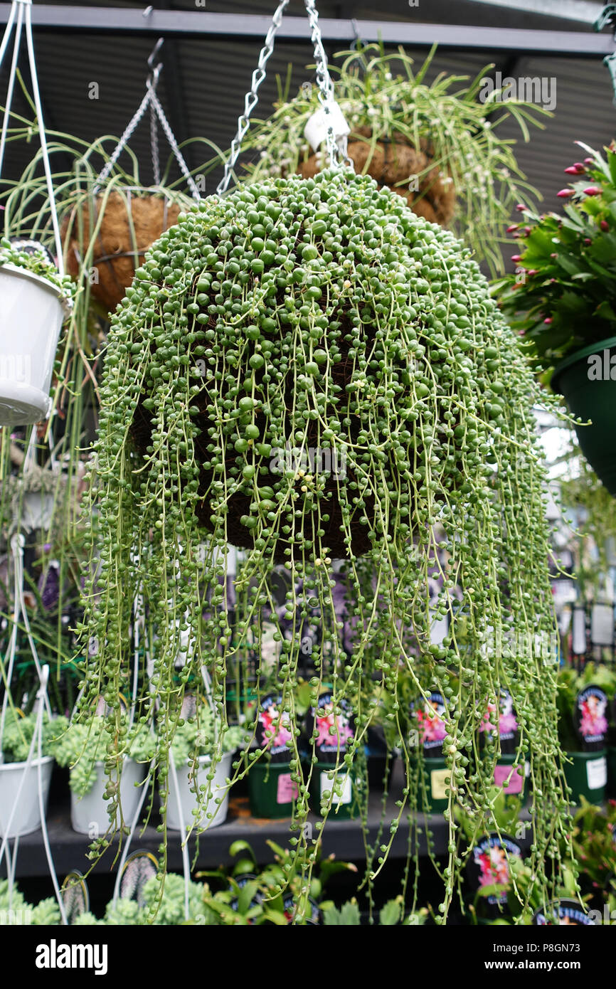 Filo di Perle Senecio rowleyanus succulenta crescente nella cesta appesa Foto Stock
