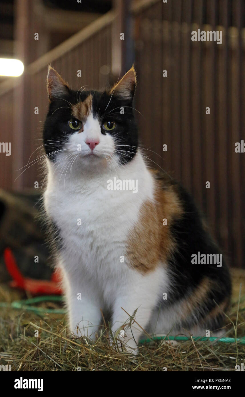 Neuenhagen, cat si siede nella stalla su una balla di fieno Foto Stock