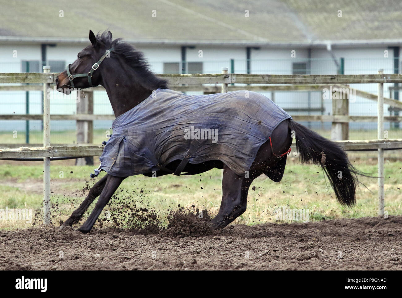 Neuenhagen, cavallo freni al galoppo davanti al recinto di sabbia paddock Foto Stock