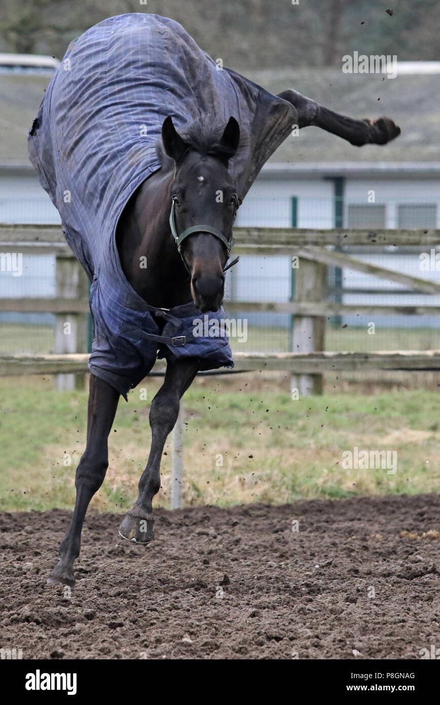 Neuenhagen, cavallo vola in inverno coperto su un paddock di sabbia verso la parte posteriore Foto Stock
