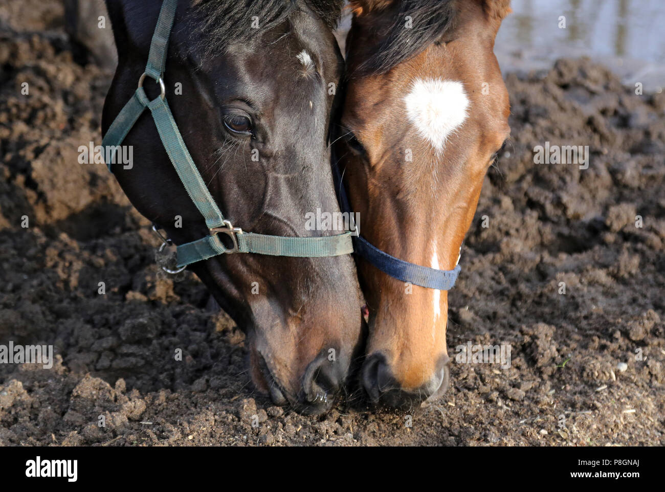 Neuenhagen, cavalli bloccato in inverno, nel paddock insieme Foto Stock
