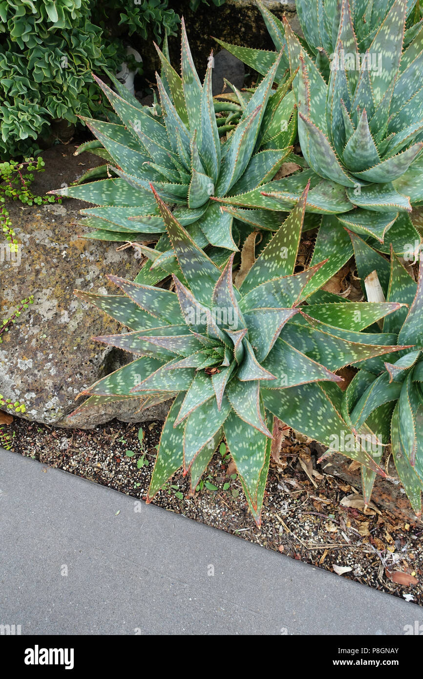 Aloe Vera piante che crescono nel terreno Foto Stock