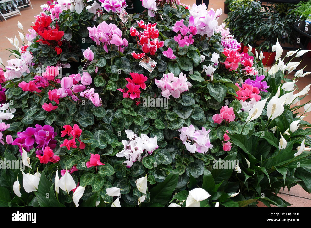 Close up di colori misti blooming ciclamino fiori con le loro foglie ornamentali Foto Stock