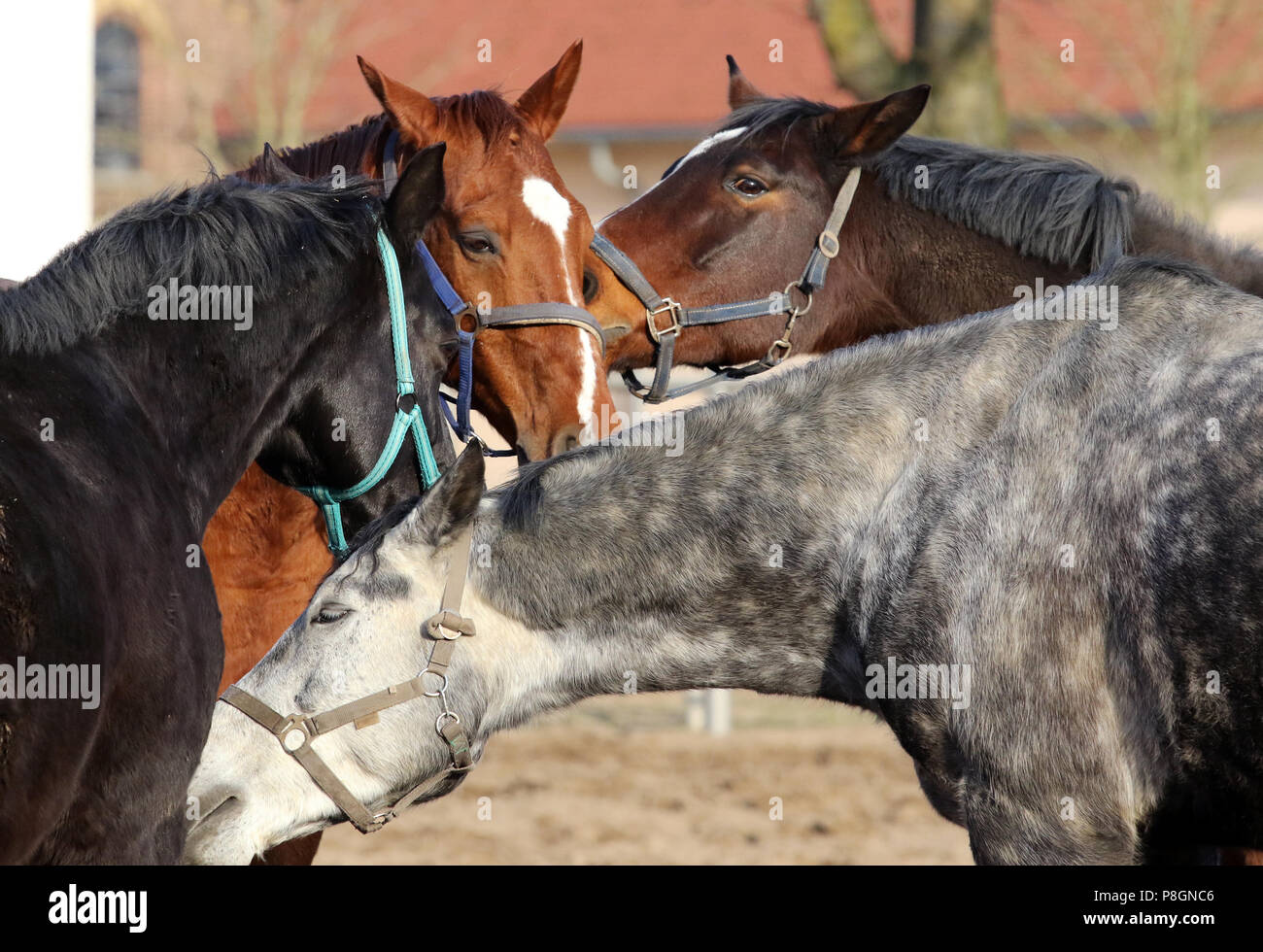 Neustadt (Dosse), cavalli Posponi su un paddock di sabbia Foto Stock