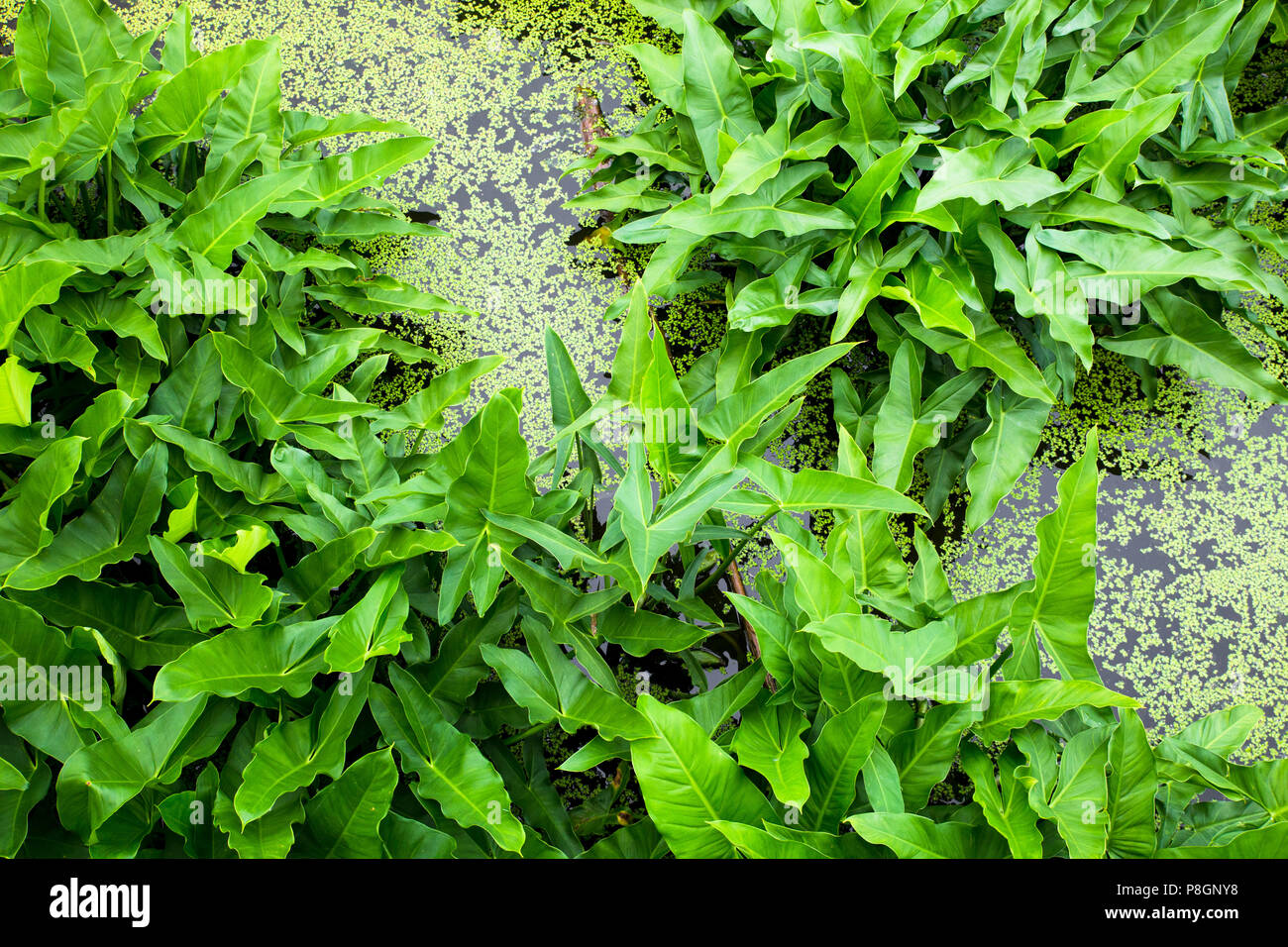 Vista sul verde zona umida della palude con piante e alghe visto da sopra Foto Stock