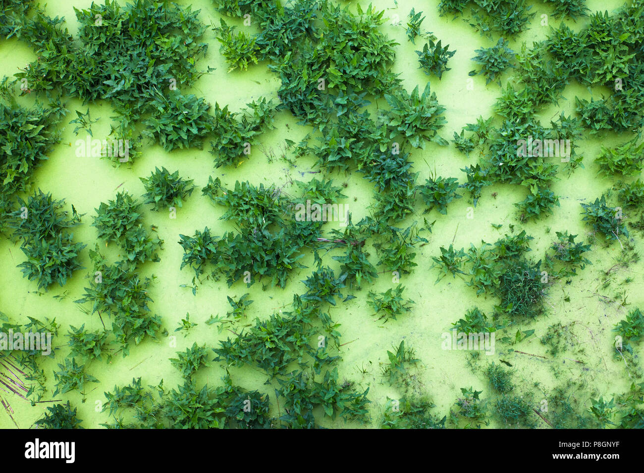 Vista sul verde zona umida della palude con piante e alghe visto da sopra Foto Stock