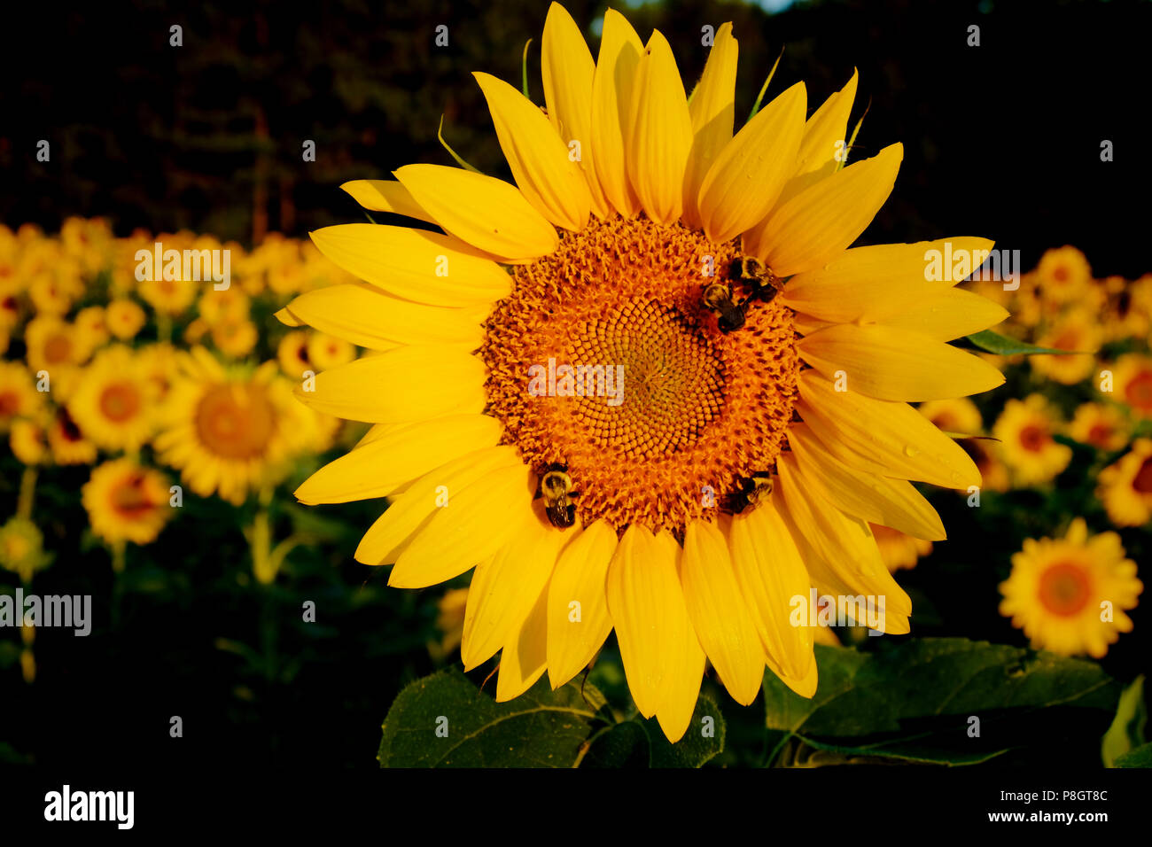 Felice bombi nel campo di girasole a Dorothea Dix Park in Raleigh North Carolina Foto Stock