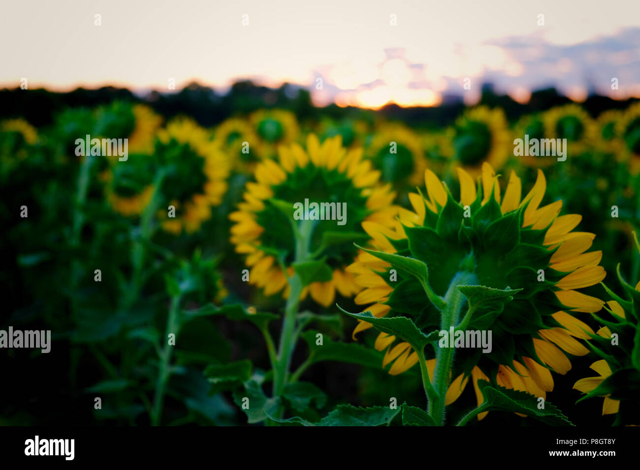 Vista dal lato posteriore dei girasoli che sono tutte rivolte verso il Rising Sun a Dorothea Dix Park in Raleigh North Carolina Foto Stock