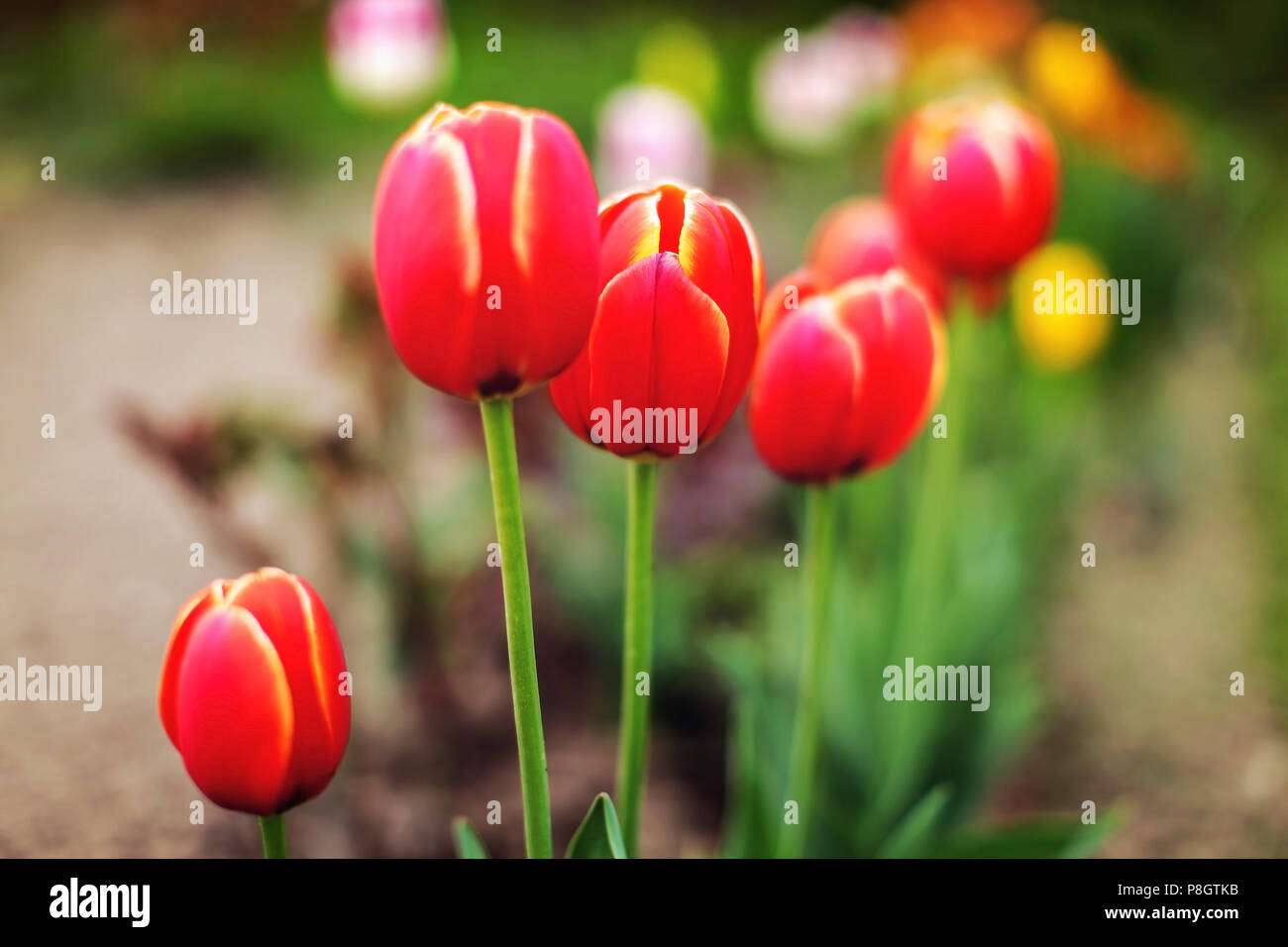 Profondità di campo (solo il bordo dei petali in focus) foto di bulbi di tulipani, con più sfocata fiori nel retro. Molla di astratto dello sfondo. Foto Stock