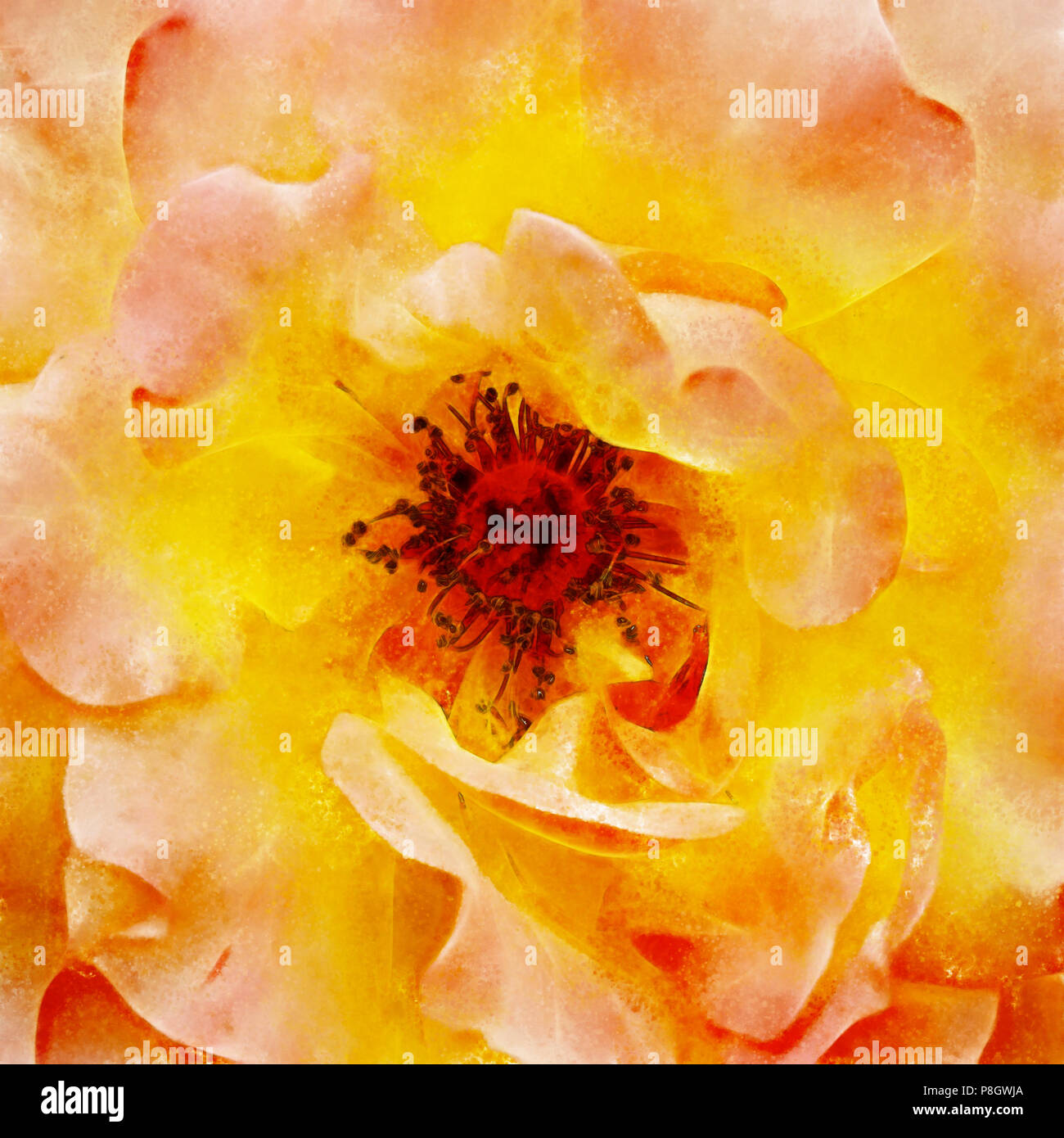 Closeup Arancione Rosa arte, pittura digitale creato a mano utilizzando diverse tecniche per assomigliare ad acquerello su carta. Foto Stock