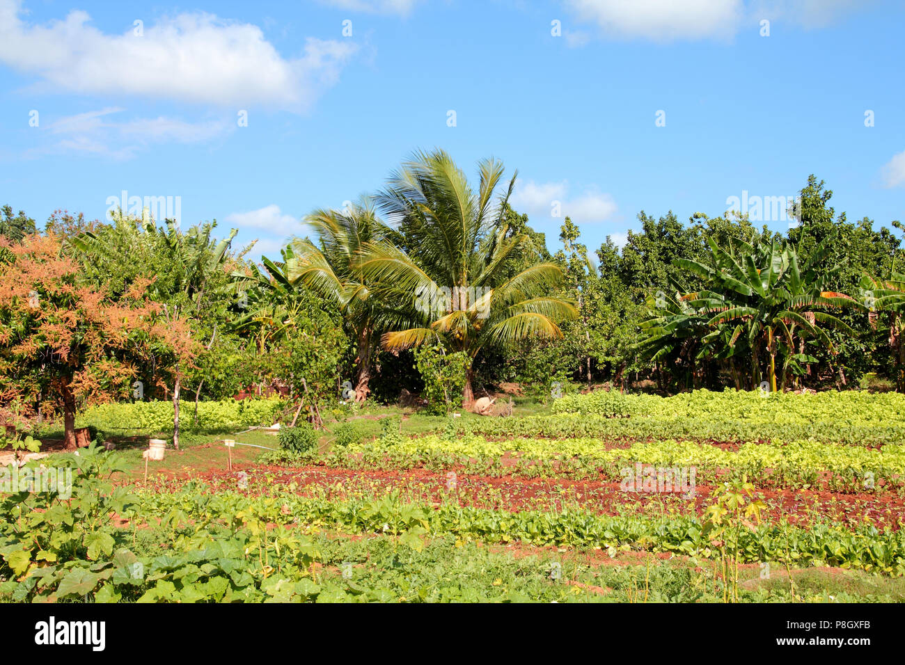 Trinidad, Cuba - campi di vegetali e Palm grove, agricoltura cubana e agricoltura Foto Stock
