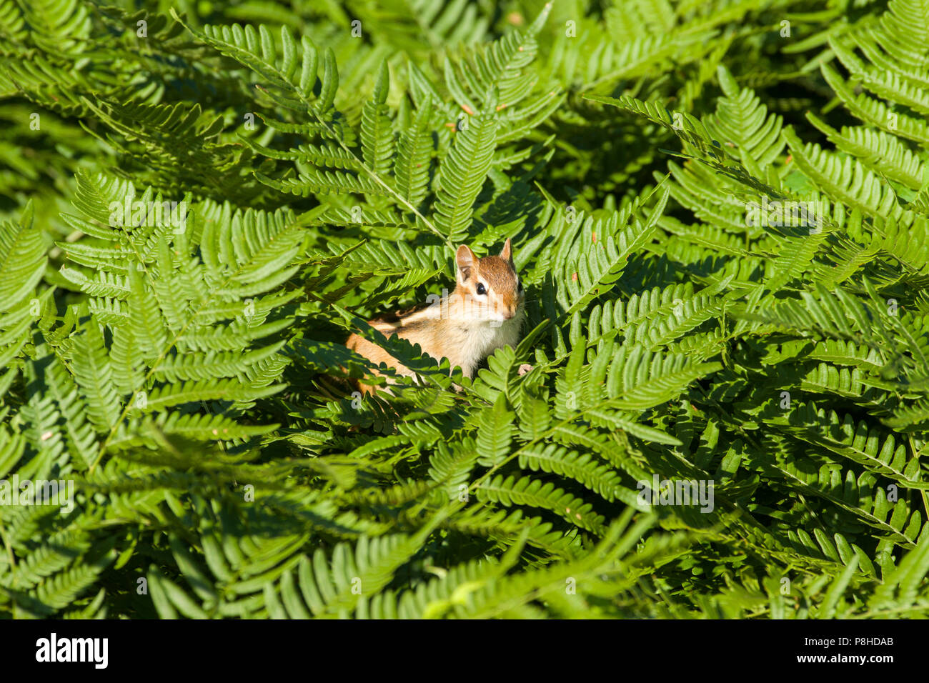 Scoiattolo striado orientale (Tamias striatus) guardando curiosamente dalla parte superiore di bracken felci. Foto Stock