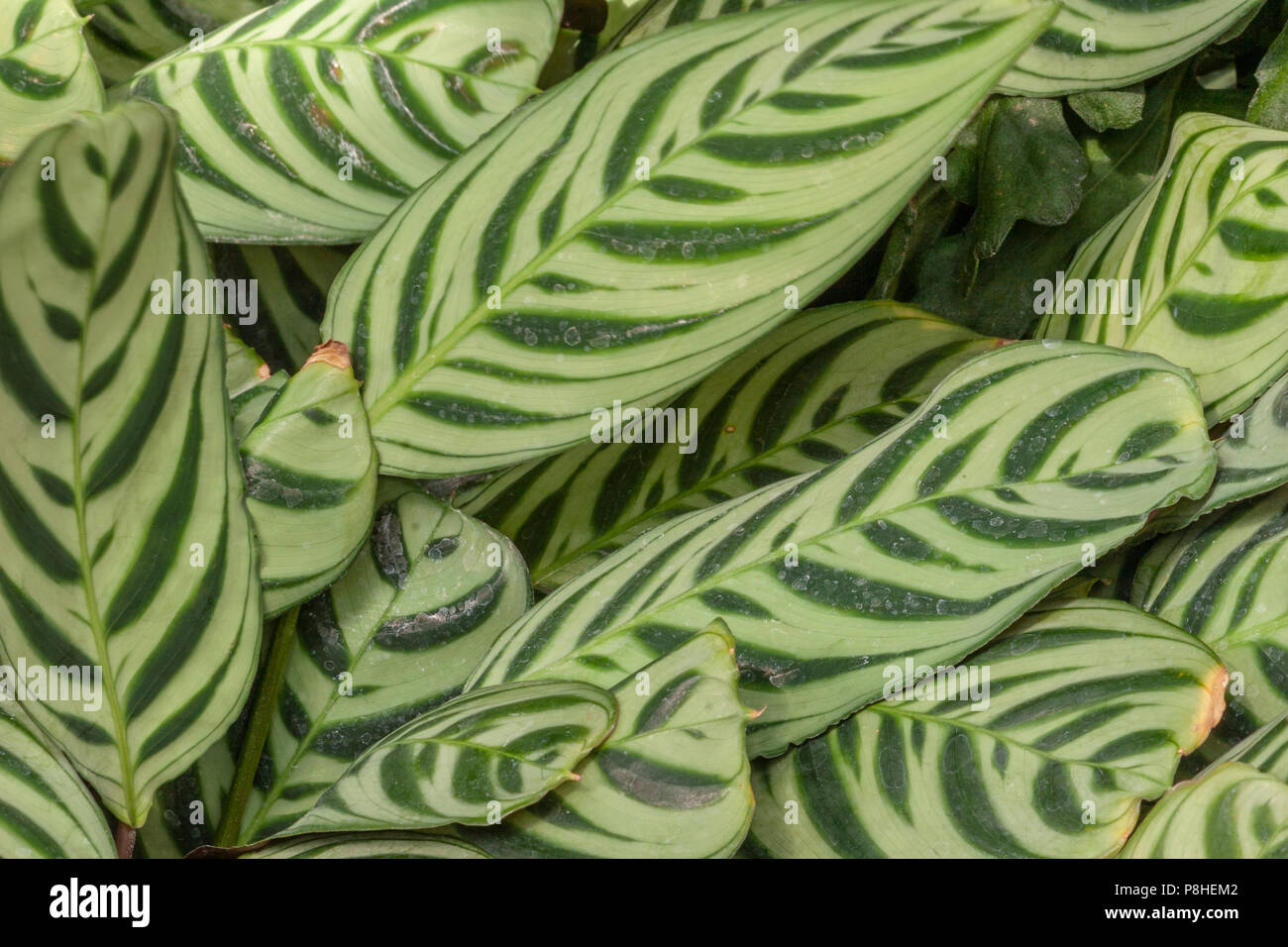 Burle Marx Calatea, o Ctenanthe burle-marxii a Callaway Gardens in Georgia. Foto Stock