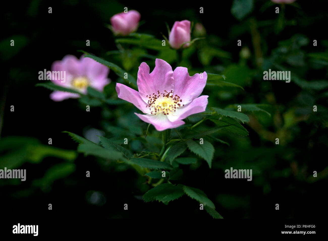 Dog-rosa (Rosa canina) bush in estate Foto Stock