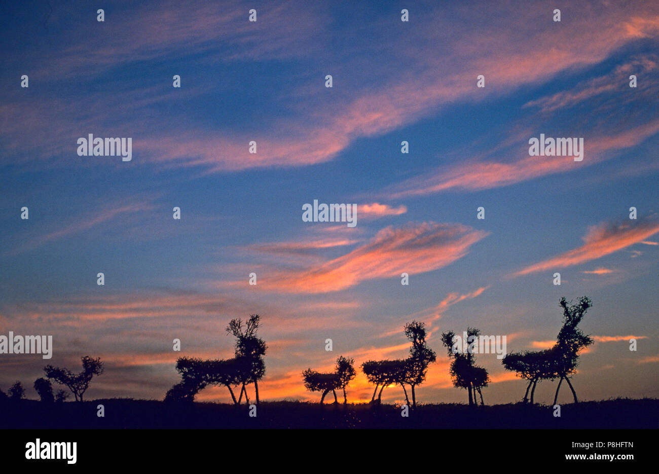 Phantasiehecke Foto Stock