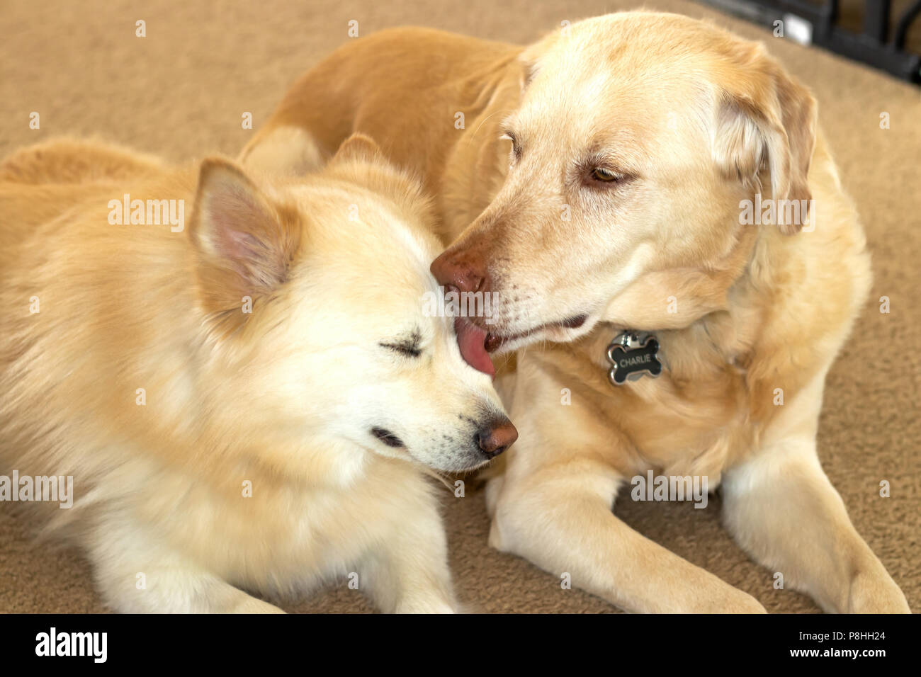 Amore di cucciolo Foto Stock